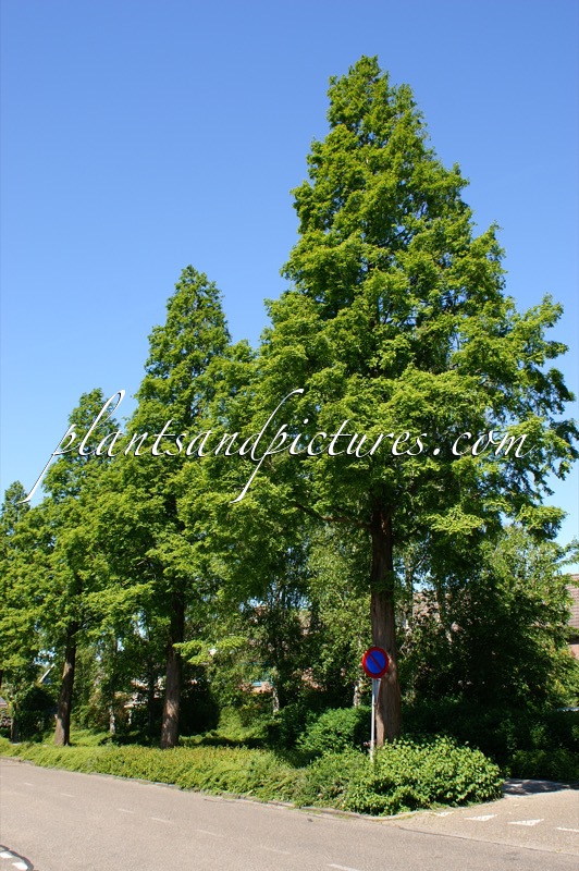 Metasequoia glyptostroboides