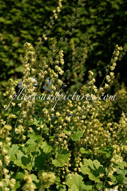 Tellima grandiflora ‘Rubra’