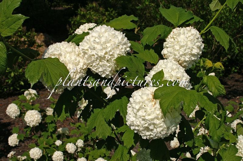 Viburnum opulus ‘Roseum’