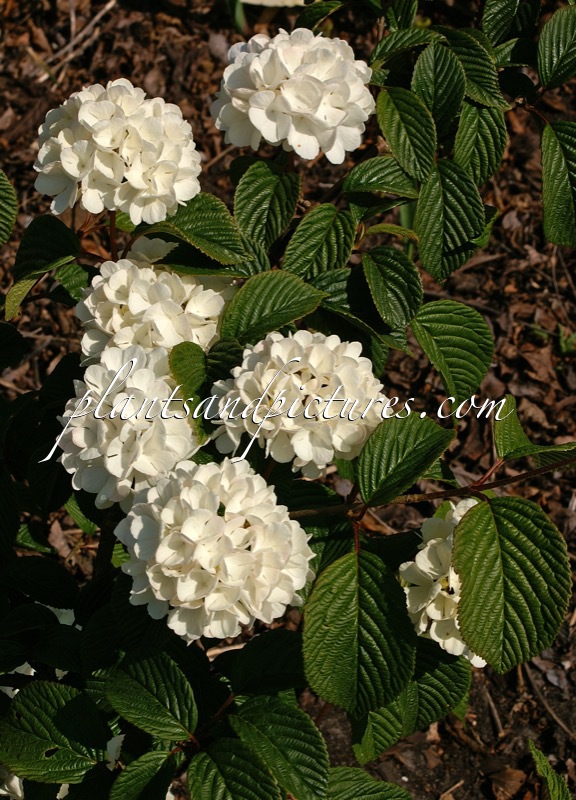 Viburnum plicatum ‘Thunberg’s Original’
