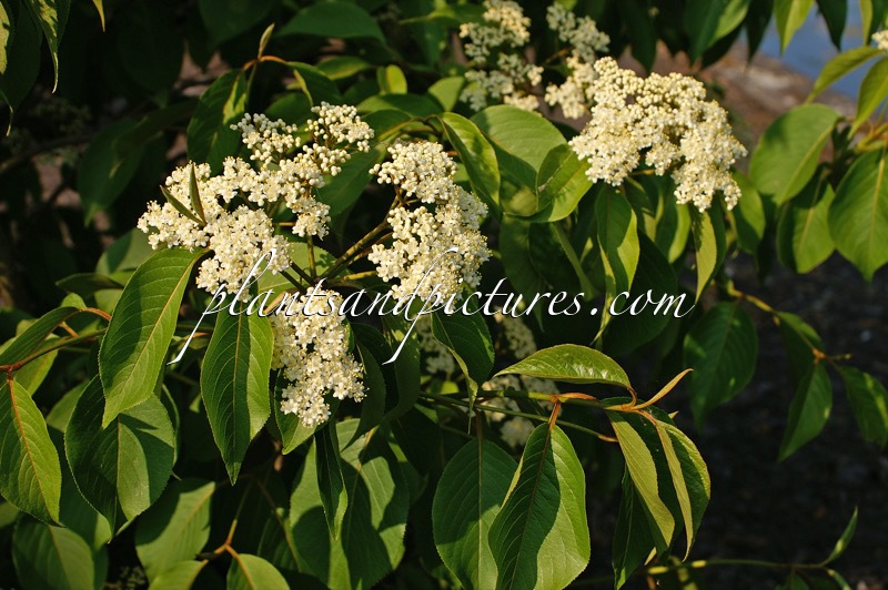 Viburnum lentago