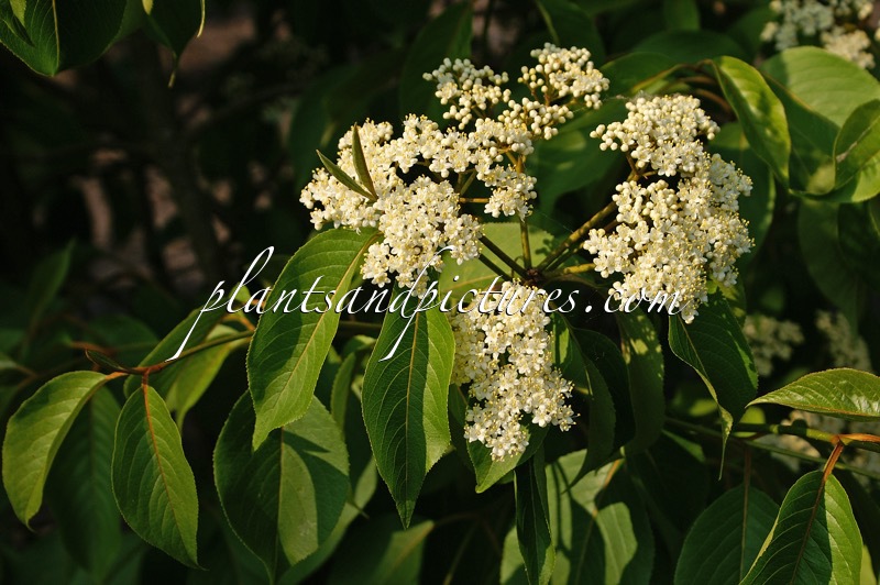 Viburnum lentago