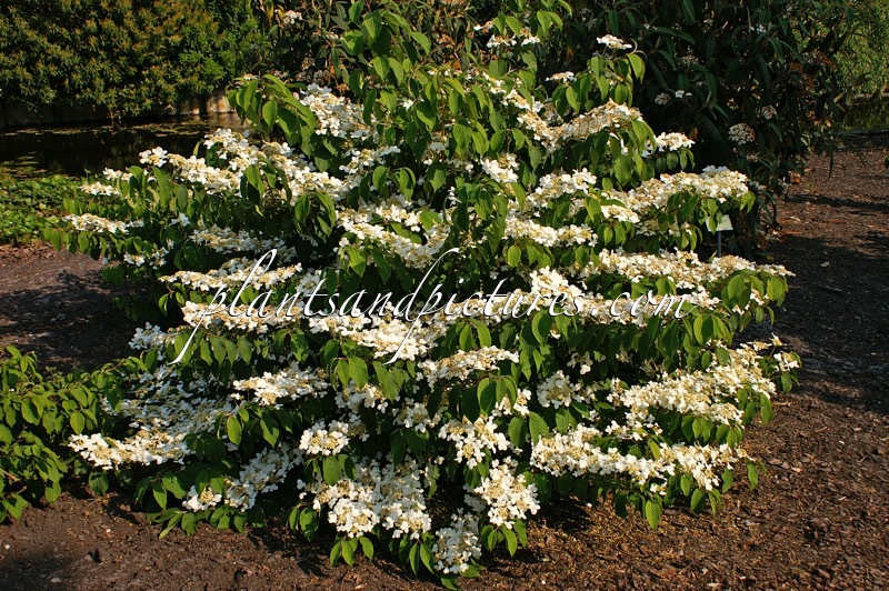 Viburnum plicatum ‘Shasta’