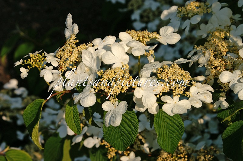 Viburnum plicatum ‘Shasta’