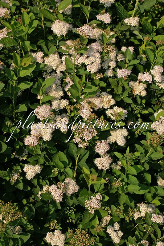 Spiraea fritschiana