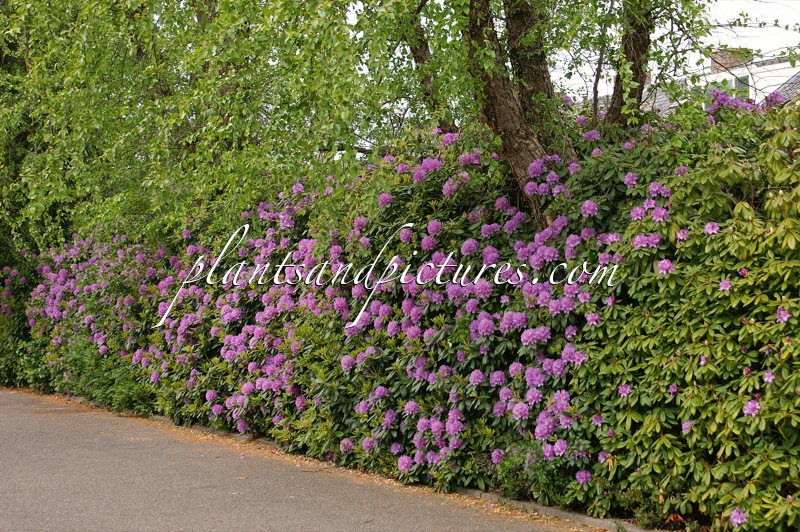 Rhododendron ponticum
