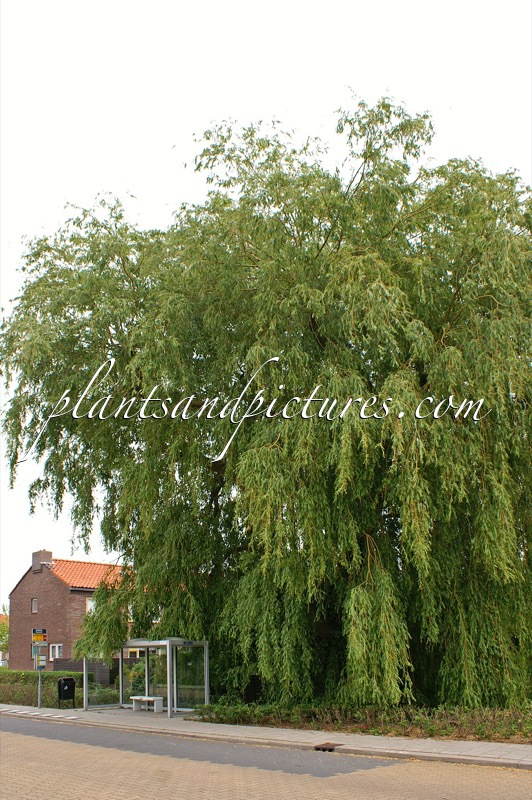 Salix sepulcralis ‘Chrysocoma’