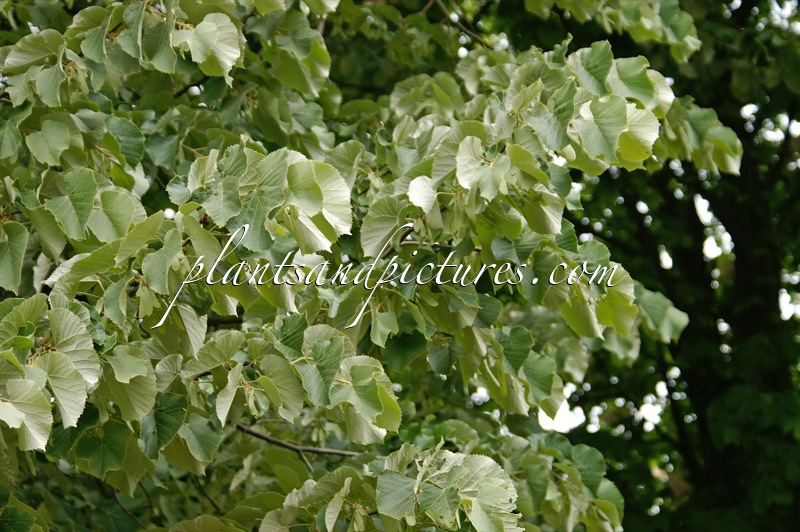 Tilia tomentosa