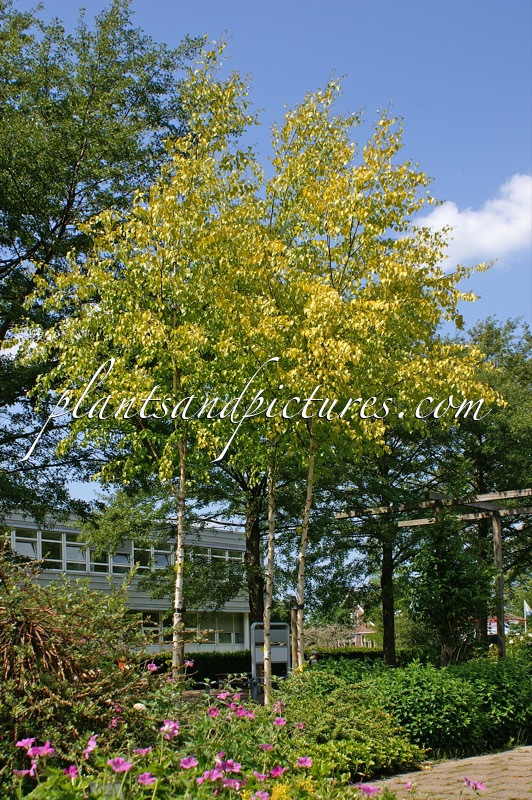 Betula pendula ‘Schneverdinger Goldbirke’