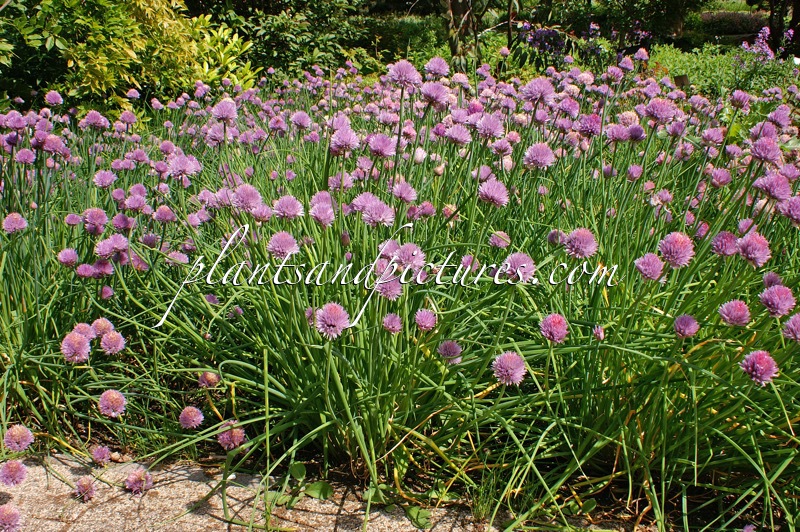 Allium schoenoprasum ‘Forescate’
