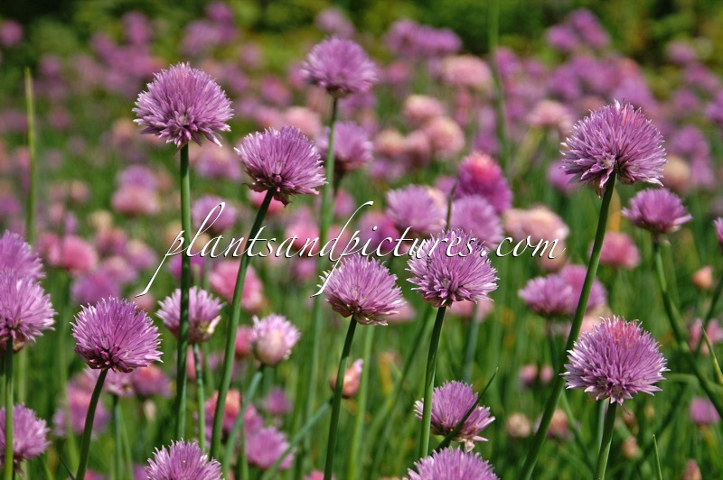 Allium schoenoprasum ‘Forescate’