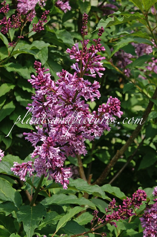 Syringa ‘Royalty’