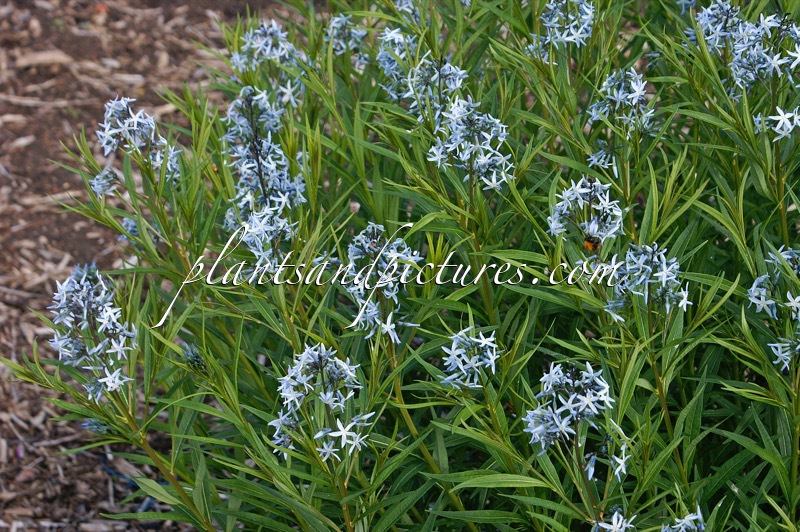 Amsonia hubrichtii