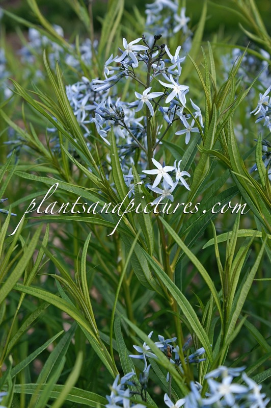 Amsonia hubrichtii