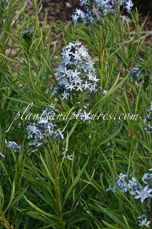 Amsonia ciliata