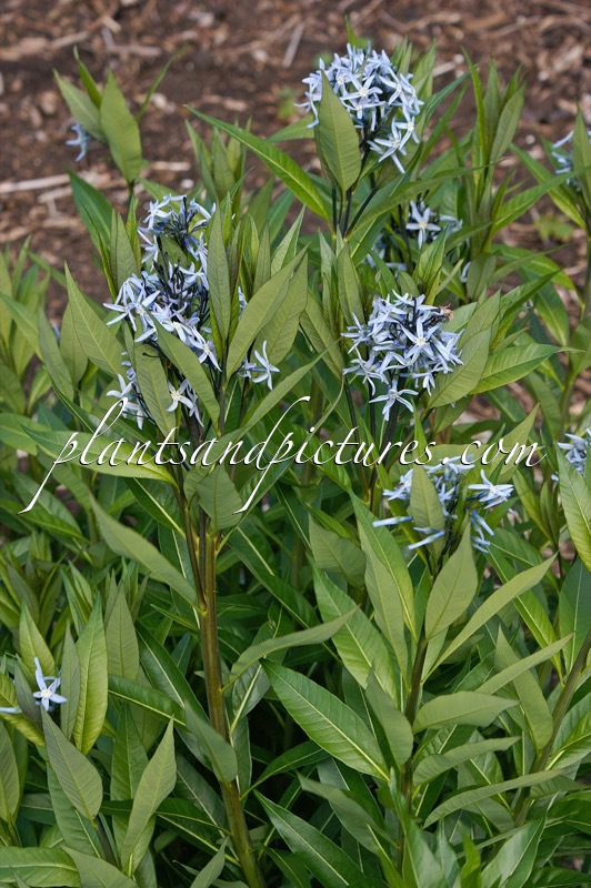 Amsonia tabernaemontana