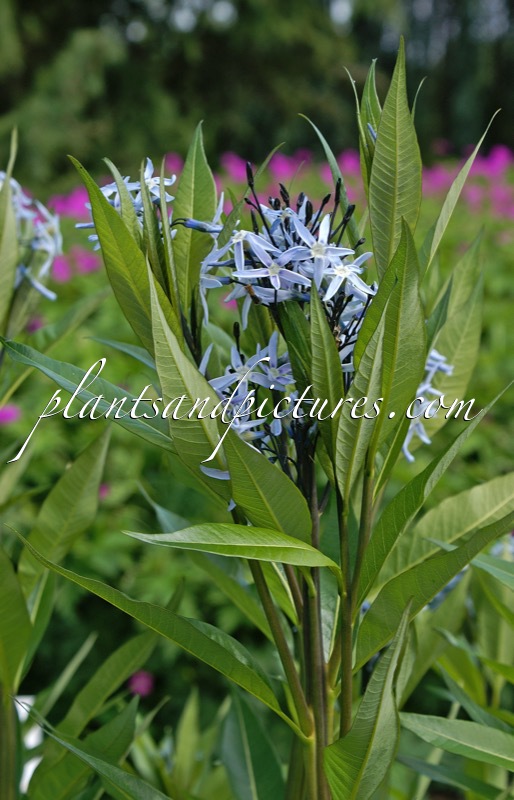 Amsonia tabernaemontana