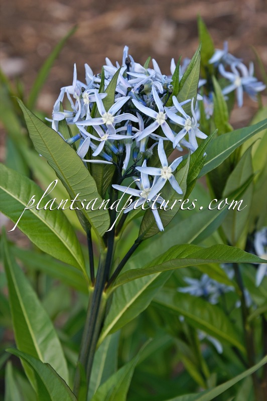 Amsonia tabernaemontana