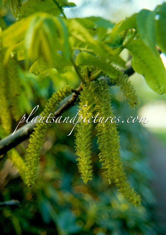 Pterocarya fraxinifolia