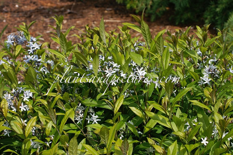 Amsonia montana