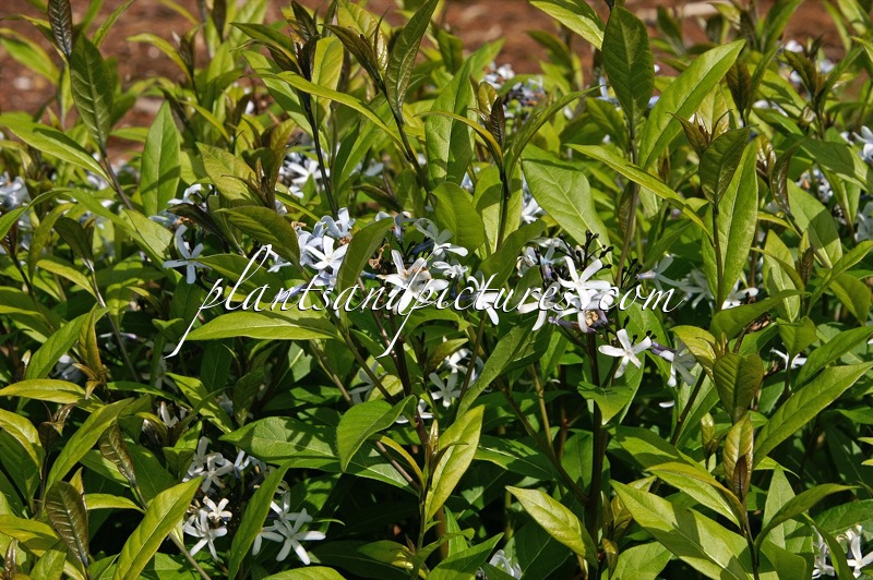 Amsonia montana