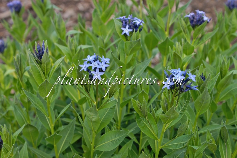 Amsonia orientalis