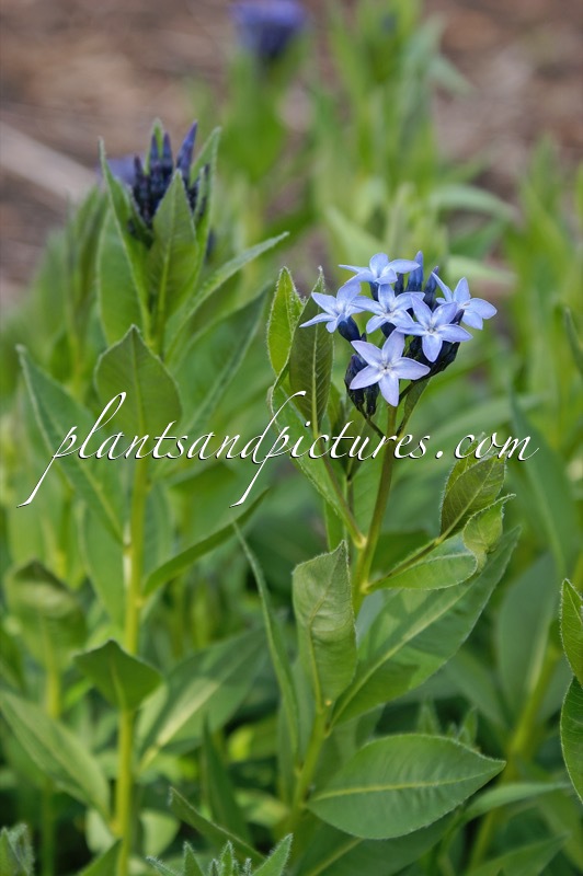 Amsonia orientalis