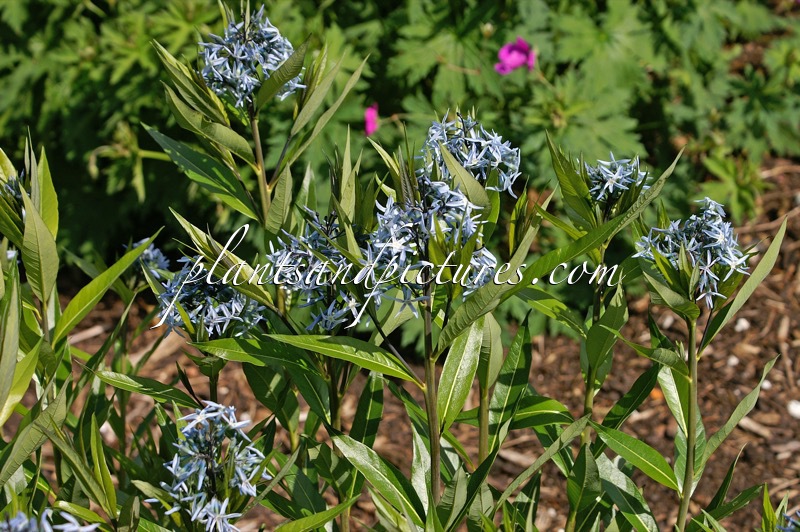 Amsonia illustris