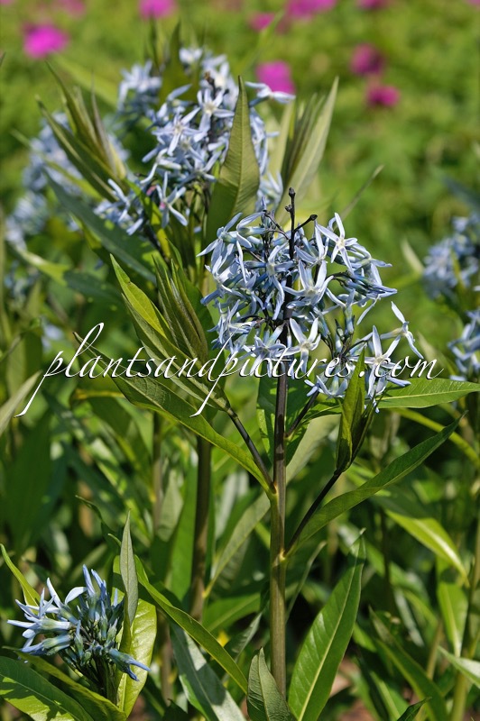 Amsonia illustris