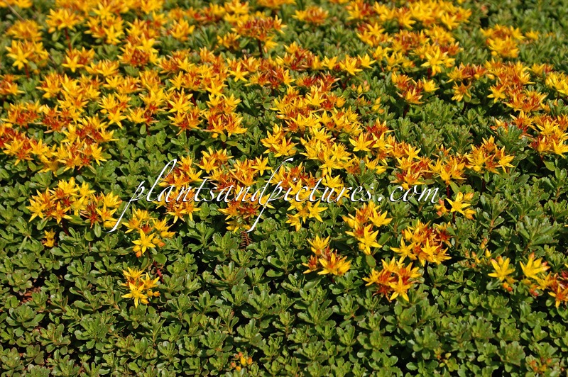 Sedum floriferum ‘Weihenstephaner Gold’