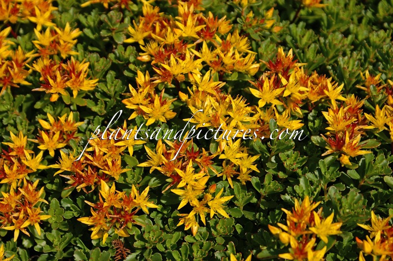 Sedum floriferum ‘Weihenstephaner Gold’