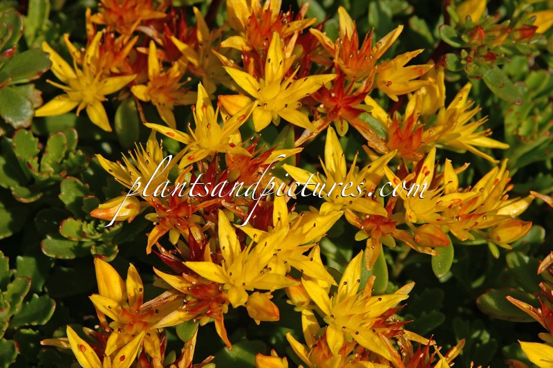 Sedum floriferum ‘Weihenstephaner Gold’