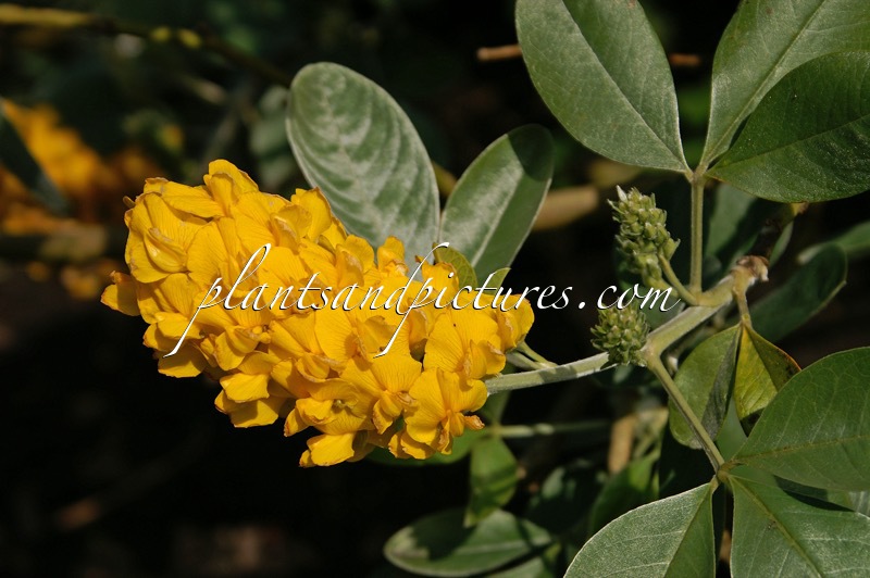 Argyrocytisus battandieri