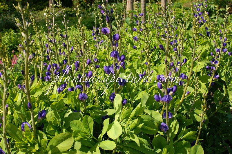 Baptisia australis
