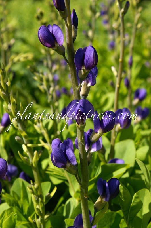 Baptisia australis