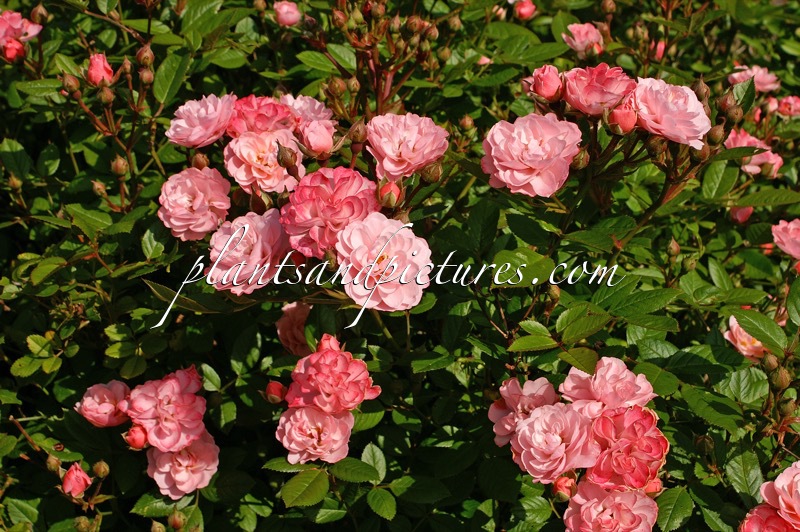 Rosa ‘Ivtatriathlon’ (TRIATHLON)