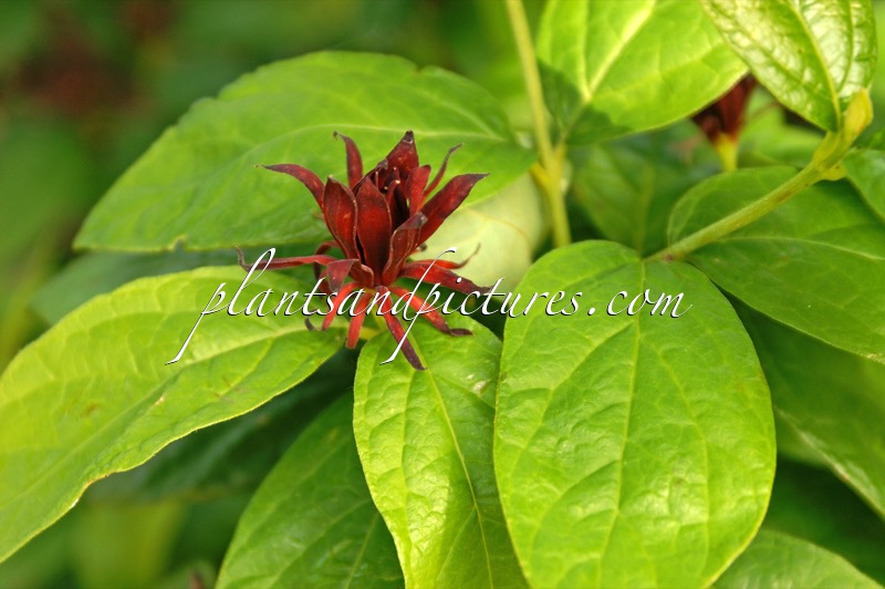Calycanthus floridus
