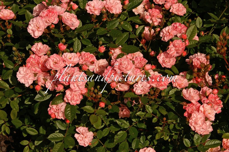 Rosa ‘Ivtatriathlon’ (TRIATHLON)