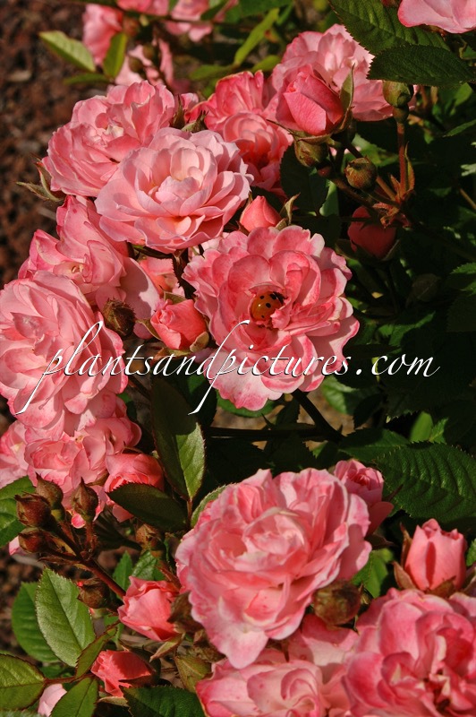 Rosa ‘Ivtatriathlon’ (TRIATHLON)