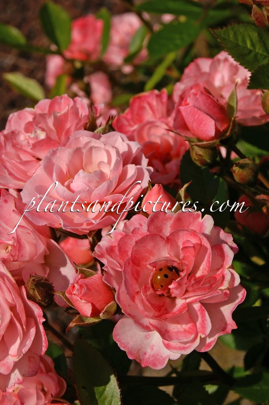 Rosa ‘Ivtatriathlon’ (TRIATHLON)