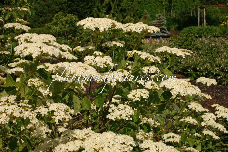 Viburnum dentatum ‘White and Blue’