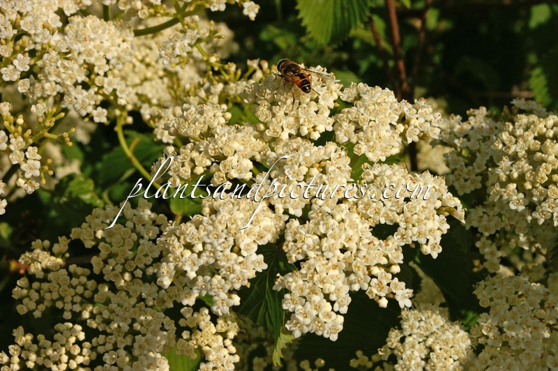 Viburnum dentatum ‘White and Blue’