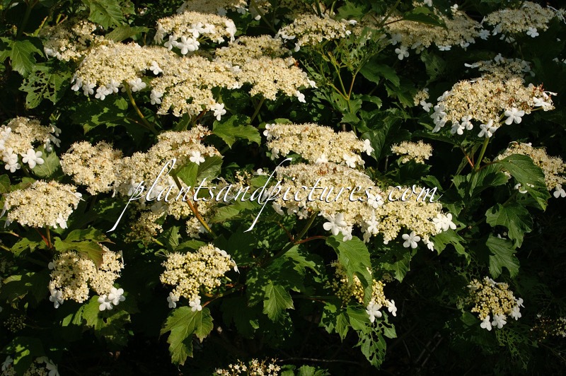 Viburnum opulus ‘Compactum’