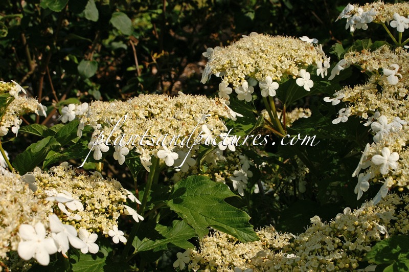 Viburnum opulus ‘Compactum’