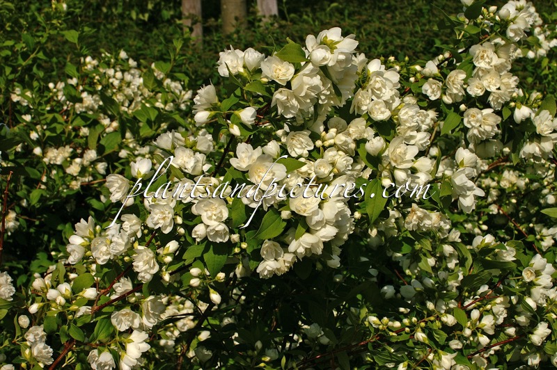 Philadelphus ‘Manteau d’Hermine’