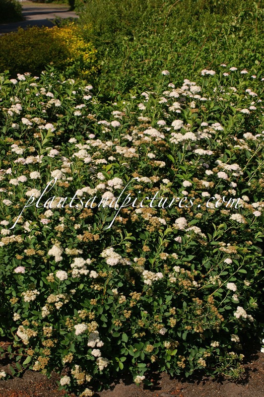 Spiraea fritschiana