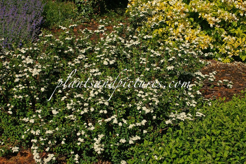Spiraea nipponica ‘June Bride’