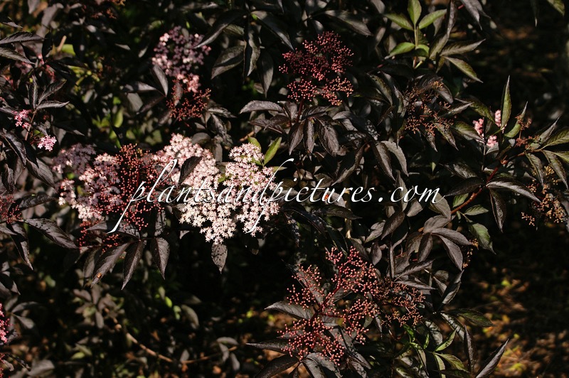 Sambucus nigra ‘Gerda’ (BLACK BEAUTY)