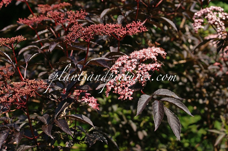 Sambucus nigra ‘Gerda’ (BLACK BEAUTY)
