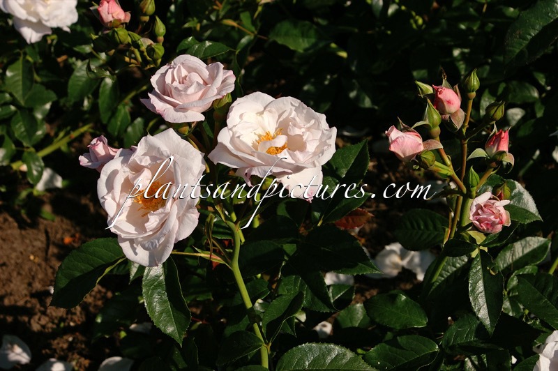 Rosa ‘Interchimp’ (PINK CHIMO)